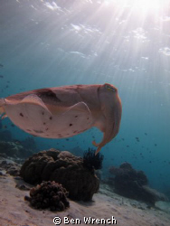 Taken in Bali waters, the Cuttlefish poses in the spot li... by Ben Wrench 